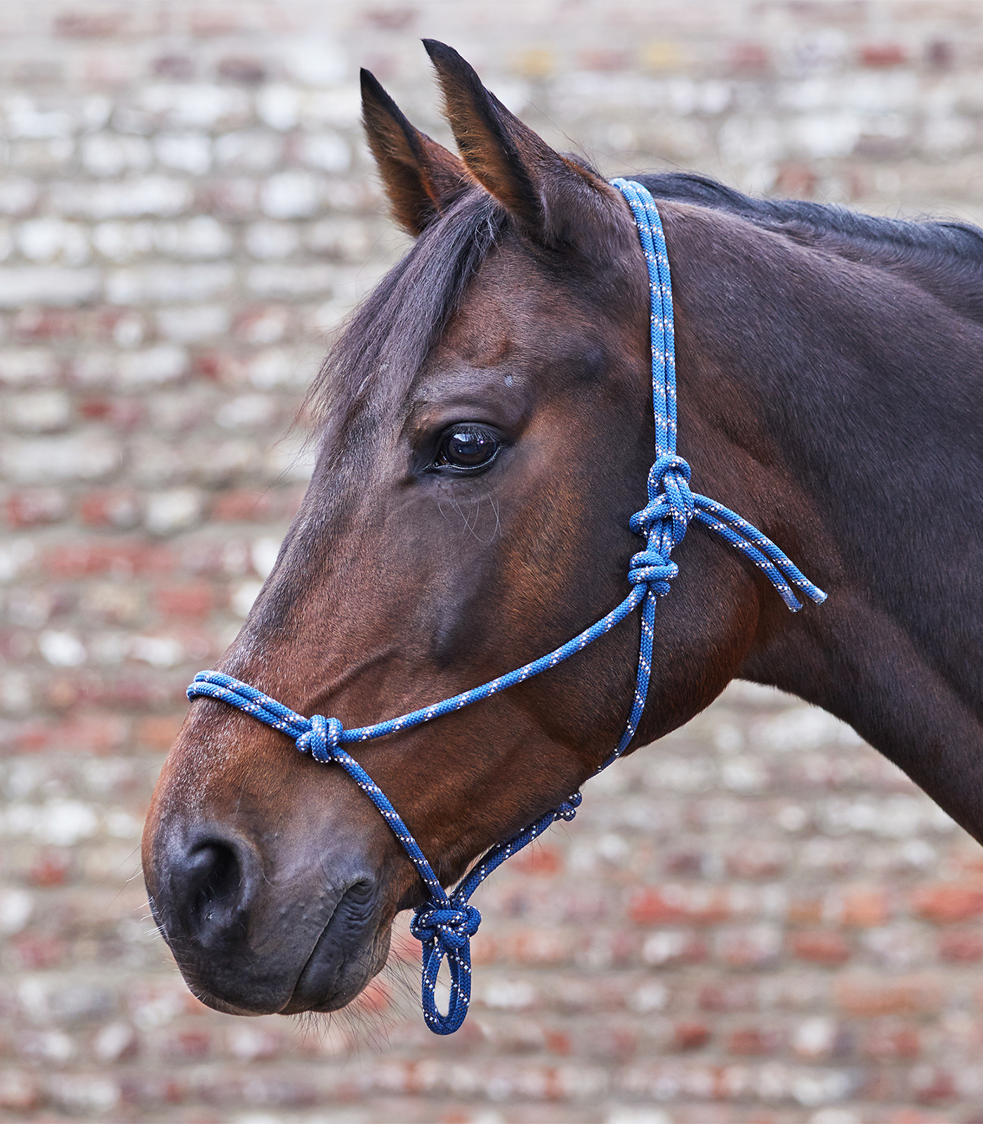 WALDHAUSEN hochwertiges Knotenhalfter - dunkelblau - Pony - 1