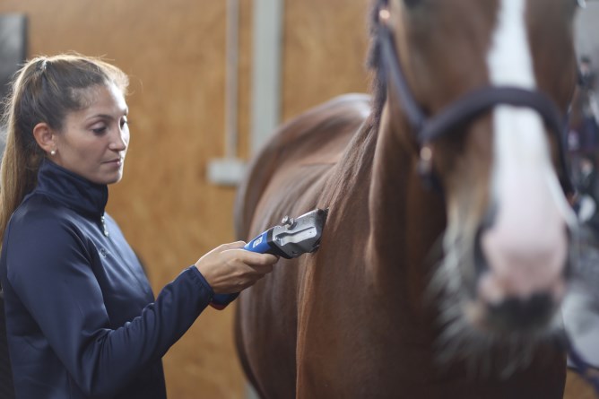 Schermaschinen & Scheren für Pferde Pflege-Zubehör für Reiter