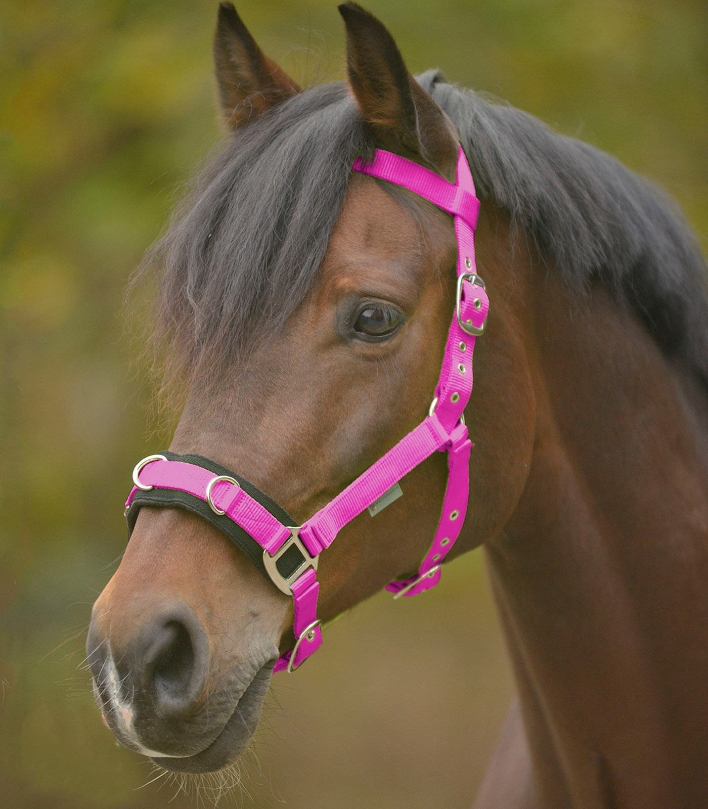 Waldhausen Kappzaum Longierhalfter Economic - pink - Pony