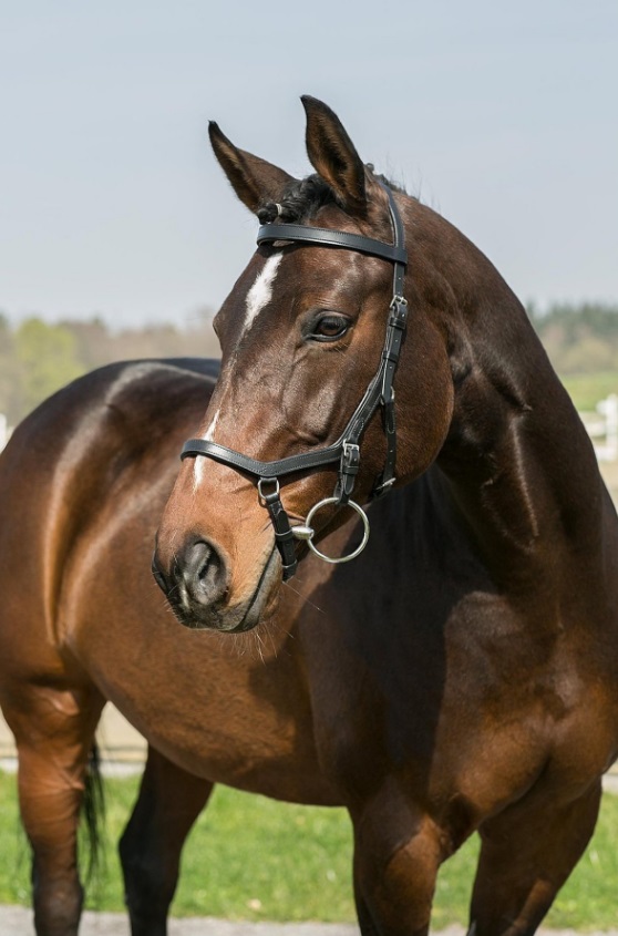 HORSEWARE anatomische Trense Micklem Competition Bridle - black - Pony - 1